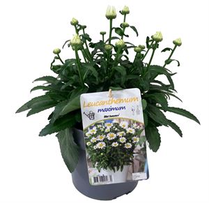 Bild von VP Leucanthemum P19 Snowcap